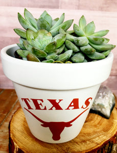 Texas Longhorn