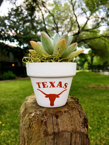Texas Longhorn